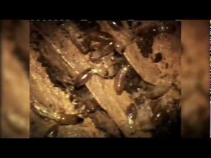 Sentricon - Environmentally Responsible Termite Protection from Northwest Exterminating