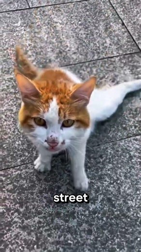 She Was Excited… Until the Roller Coaster Started 😭
