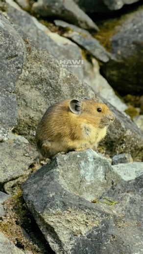 38K views · 461 reactions | Pika Sitting & Grooming #pika #pikachu #rat #wildlife #cute #mouse #nature #grooming #aww HA17111 | HAWI Studios | Facebook