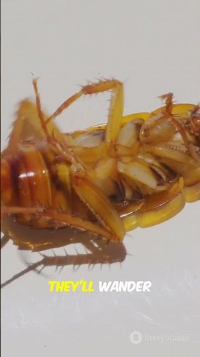 Headless Survival: How Cockroaches Thrive Without a Head #facts