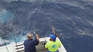 1.1M views · 2.4K reactions | WOW........WHAT IS THAT? | FishMonster Key West | Facebook