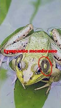 External Structure of a Frog #frog #froglifecycle #animals #wildlife #nature #insects