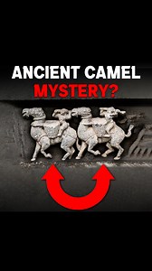 CAMELS in SOUTH INDIA? | Praveen Mohan Shorts