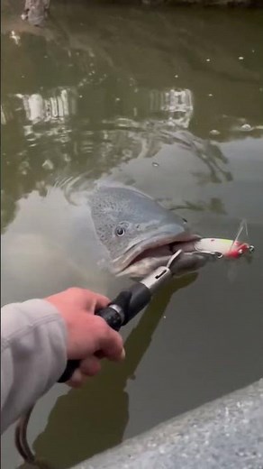 How to Catch Big Cod Easily | River Fishing Guide | Monster Huge Cod Caught Local Insane River