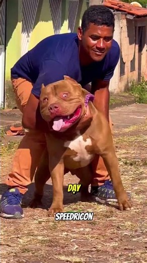 Top 3 Dog Breeds Banned Worldwide: Secretly Owning the #1 Breed Is Illegal 🚫🐕 #dogs #facts #shorts