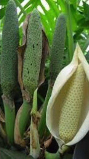 ప్రపంచంలోనే అత్యంత ప్రమాదకర పండు ఇది #shorts #education #trending