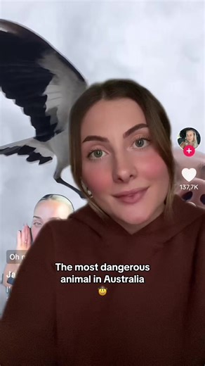 Beware of Magpies: The Real Danger in Australia