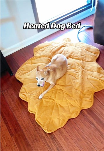My dog is obsessed with this heating pad, dog bed! #dogbed #heateddogbed #doglife #newyearnewme #tiktokshopcreatorpicks