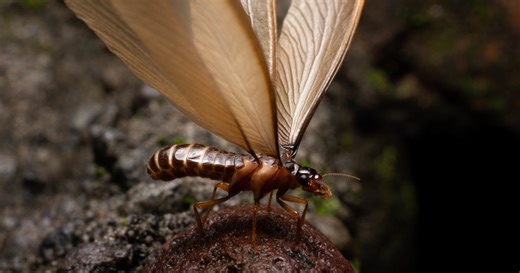 Termites or Ants? Find Out Which Critter You're Dealing With