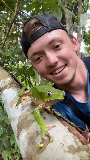 Berkeley Martineau on Instagram: "Giant Monkey Frog from the Peruvian Amazon! By far one of the coolest frogs I’ve seen in the wild."