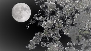 古城の月／小椋佳