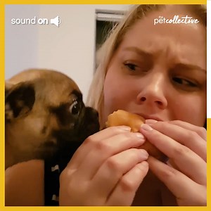 420K views · 7.8K reactions | That's one hungry puggle!   | The Pet Collective | Facebook