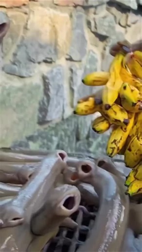 Ai Healthvibe on Instagram: "Tooth Pain & Swelling Relief | Simple Home Trick That Works Fast #Tooth Pain Relief #Oral Care Tips #Dental Health #QuickRemedy #HealthAwareness HomeCare Tips DIYHealthHacks Natural Healing WellnessGuide HealthyLifestyle DesiNuskhe Gharelu Upay NaturalGlow viral trendingreels InstagramReels"