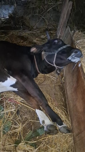 Understanding Dystocia in Cows: A Veterinarian's Insight