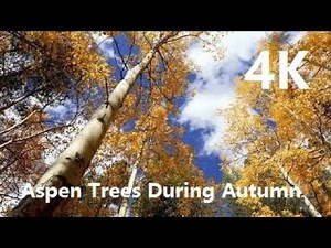 4K Nature Video: Aspen Trees During Autumn