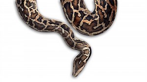 Amy Siewe Python Huntress: What is the 'smell of success'?