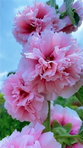 Pink Roses #rosestatus #rose #pinkroses #trendingshorts