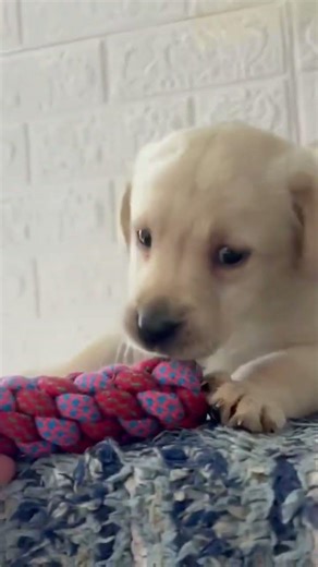 cute Labrador playing time for sale in delhi gurgaon 9717743361 #trending #puppy #pets #pet #shorts