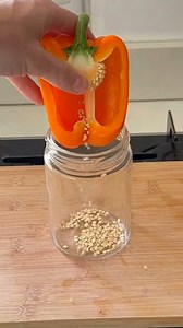 2.5K views · 19 reactions | Bell Pepper Growing From Seed to Harvest Growing peppers from kitchen scraps feels magical every single time 𣏕 I love watching them go from tiny seedlings to bright, crunchy fruit. A little warmth and regular feeding made mine produce like crazy this season! ❤️️ | LifeSaver Solutions | Facebook