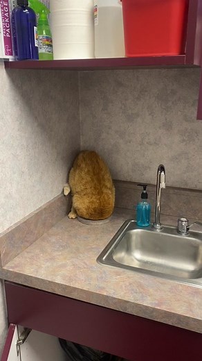 Orange Kitties - The Cutest and Funniest Cats on TikTok