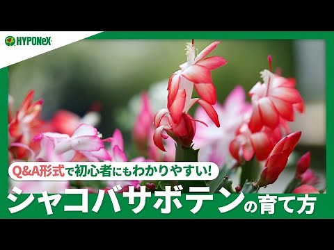 ☘60: How to grow a cactus | How to make it bloom well? Daily care such as watering, how to make i...