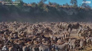 167K views · 2K reactions | The Boteti River may be dry for now, but...