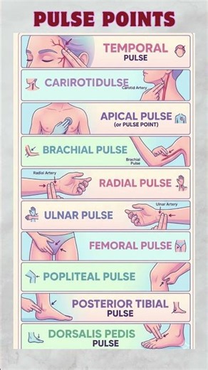 Never Forget a Pulse Point Again ,🧠 #nursingeducation #medschool