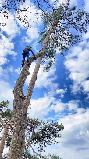 #shitl #LinkBudsNeverOff #treetok #OREOBdayStack #viral #viralvideo #fyp #treework #foryou #tiktok #MakeItGucci