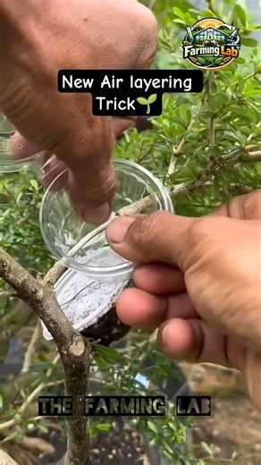 Secret Plant Cloning Trick Using a Plastic Cup 🌱 (Air Layering Hack)#thefarminglab #airlayering