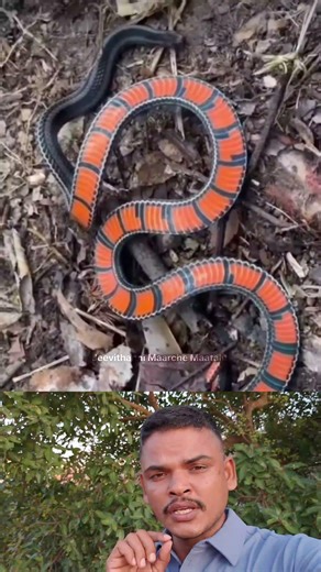 What Happens If You TOUCH This DEADLY SNAKE? #SnakeAwareness #WildlifeSafety #StaySafe #SnakeVideo