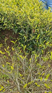 24K views · 1.4K reactions | A clean environment means a clean air, a clean air means a clean lungs 贈 .. Let's keep our beautiful mother land clean for healthy and wealthy living. #first #flush #tea #joy #world #education #health #love #roselinekomaankokura #tea #garden #darjeeling #mirik Thank you mayro Sathi ममता प्रधान for a beautiful tour ❤️ | Roseline Lepcha | Facebook