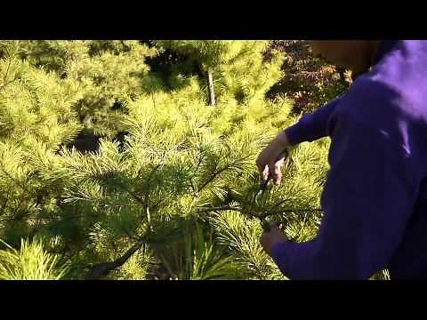 Pruning a Japanese red Pine