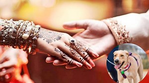 Uttar Pradesh News: Bride Calls Off Wedding After Guest Kicks Pet Dog In Fatehpur