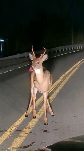 deer hit by car slowly dying #car #wildlife