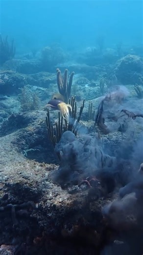 Lisa Pizza🌺 on Instagram: "Here it is, the first time I’ve ever seen a lizard fish move 😆"