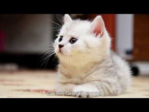 Cute Baby Cats - Cat Wallpapers