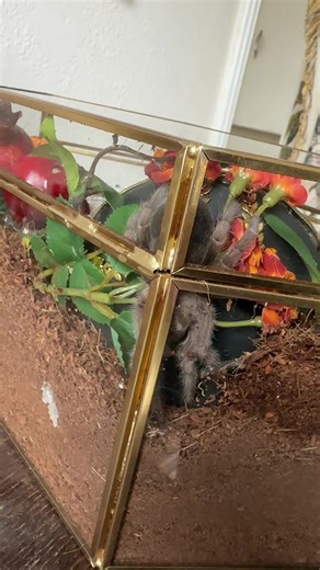 Tarantula Care Tips: Brazilian Black Guide