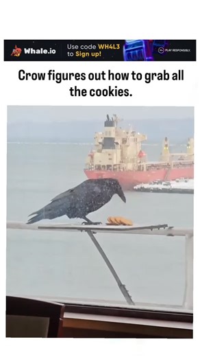 Explainer_Zone on Instagram: "The post shares a 31-second video of a crow perched on a harbor railing in snowy conditions, methodically stacking Oreo-like cookies before flying off with a bundle, illustrating efficient resource gathering. Corvids exhibit remarkable problem-solving; a 2023 Nature Communications study on American crows revealed distinct neural activation during tool improvisation, akin to the stacking behavior here that maximizes cookie retrieval. Authored by @Rainmaker1973 , a cu