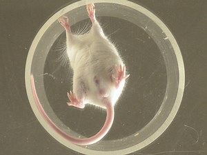 Paw-Dragging: a Novel, Sensitive Analysis of the Mouse Cylinder Test