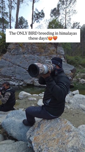 Quantum Explorer Inc on Instagram: "Day 1 of Sattal-Pangot tour started perfectly today. We covered lots of birds - winter migrants like Himalayan Rubythroat and Slaty Blue Flycatcher came close for great views. Local birds were everywhere too - woodpeckers making noise, magpies flying around, green barbets calling, plus warblers, tits, laughingthrushes, and many more species. In the evening at Chaffi, we got the highlight - a Brown Dipper! This is the only bird breeding in the Himalayas right n