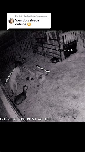 Livestock Guardian Dogs: Protecting Your Goats From Predators