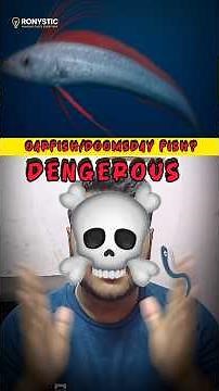 The 'Doomsday Fish' is Back! The World is SHOCKED by These Oarfish Sightings! #Oarfish #DoomsdayFish