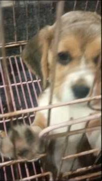 🐈Meet this adorable Beagle puppy, one of the world’s most popular and lovable dog breeds!🐈