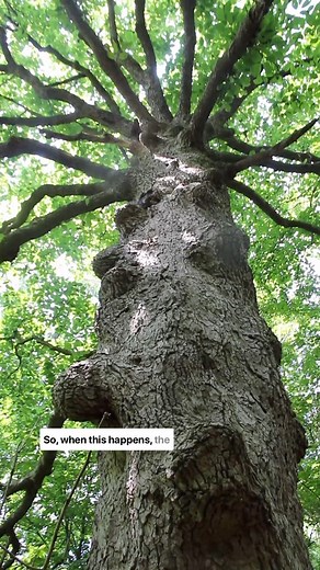 16K views · 475 reactions | This Cucumber Magnolia (M. acuminata) is...