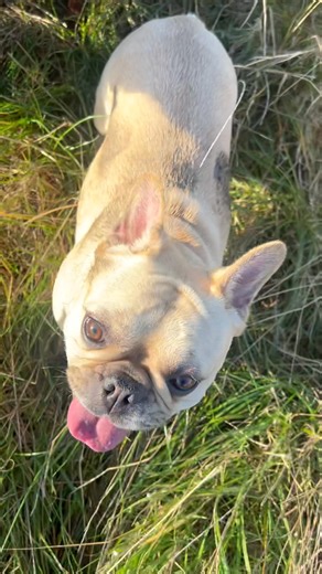 It’s certainly fox poo season and Belle LOVES IT!! Pooooooooooo 💩💩 | Thee Fairy Dogmother Dog Walking Services.