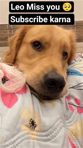 Yash Gaming ll ⚡ ll