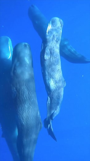 🎥 & 📝: Caine Delacy Photography: "The social lives of sperm whales… one of the few whale species to form family and social bonds similar to the famed matriarchal socialites of elephants. This is in part due to their hunting at thousands of feet where their babies can’t reach. So to increase survivorship of babies,social care of them evolved, where other members will baby sit while the mother hunts." instagram.com/cainedelacy · cainedelacy.com | Ocean Conservation Research - OCR