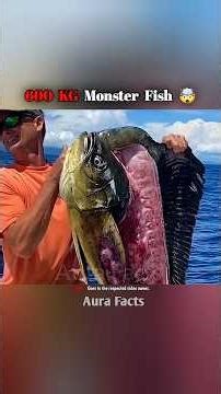 600 Kg Monster Tuna Fish #shorts