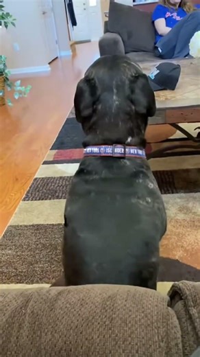 🐶 Dogs Dancing Like Humans 😂 | Funniest Dancing Dogs