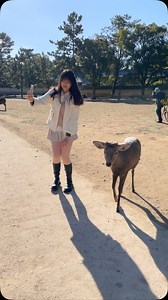 3.6K views · 117 reactions | Nara deer | Nara Park | Japan | NARA DEER | Facebook